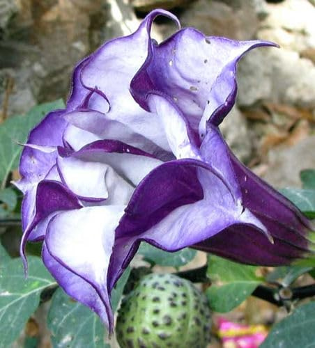 10 SEMI DI DATURA DOPPIA PORPORA PURPLE DATURA METEL semi freschi