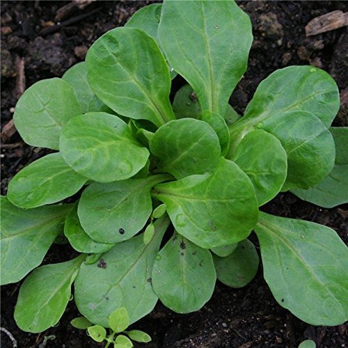 Graines de Mâche à grosse graine Doucette (4 grammes)