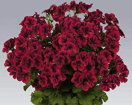 Generic Fresh 100pcs Geranium Flower Seeds for Planting Red 2