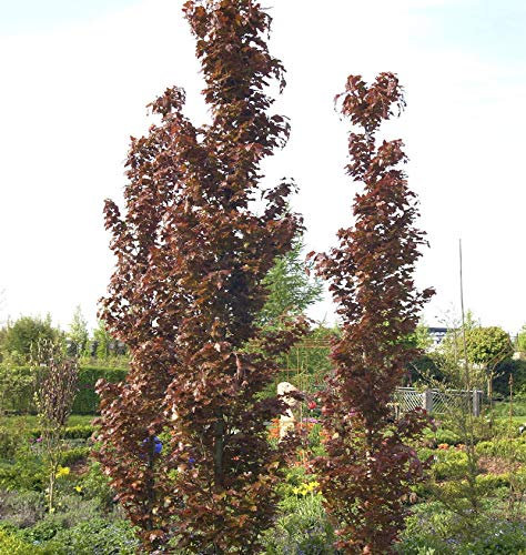 Rote Säulenbuche Rohan Obelisk 80-100cm - Fagus sylvatica - lebende Gartenpflanze aus den Baumschulen