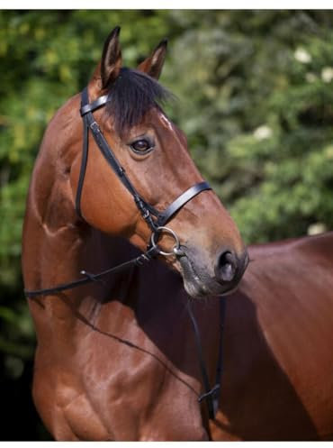 Riding World Trensenzaum Nasenriemen Französische Cob Schwarz