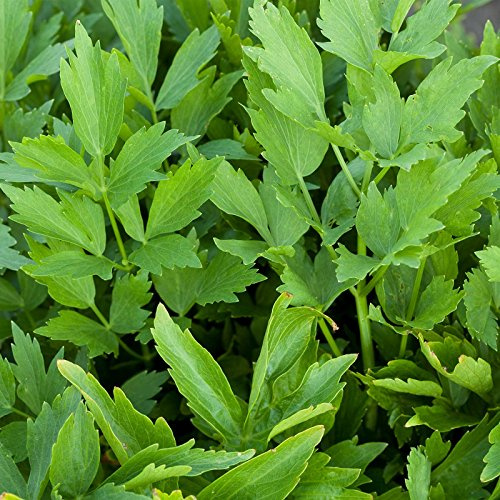 Lovage Herb Garden Seeds - 1 Oz ~10,000 Seeds - Non-GMO Medicinal Herbal Gardening & Microgreens Seeds - Annual - Loveage