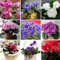 100 PCS 24 colori semi violetti, semi violetta africana, Giardino Piante in vaso Violet fiori perenni Herb Matthiola Incana di semi vari