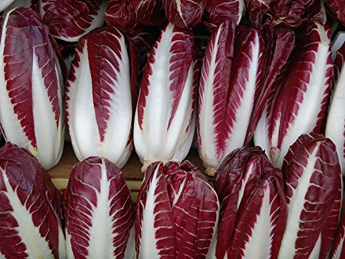 150+ Radicchio (Radicchio) halb - Rossa di Treviso Precoce