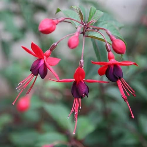 Plant Theory Mrs Popple Hardy Fuchsia Fuchsia Shrub Plant 2L Pot