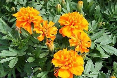 50 Semi di calendula Janie Tangerine Calendula francese