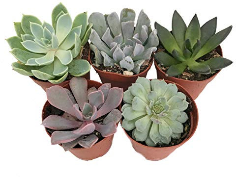 Pack de 5 Plantas Suculentas Mix Plantas en Maceta 5cm Naturales