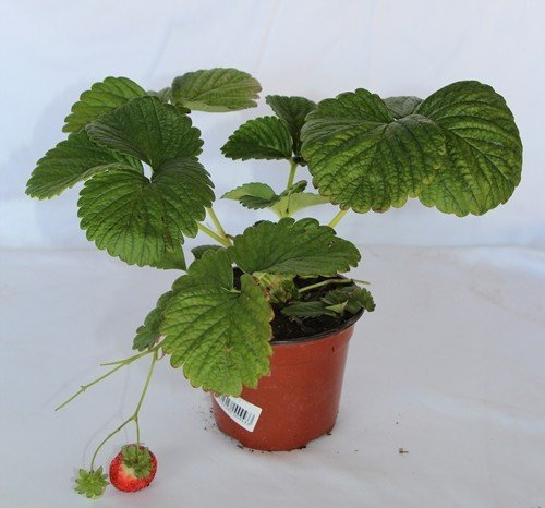 Fresa común (Maceta 10,5 cm Ø) - Planta frutal viva