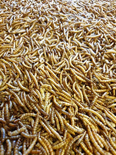 Premium Mealworms Wild Bird Food, Protein Food for All Species, Natural High Energy Feed, No Mess Bird Food for All Birds (2kg, Mealworms)