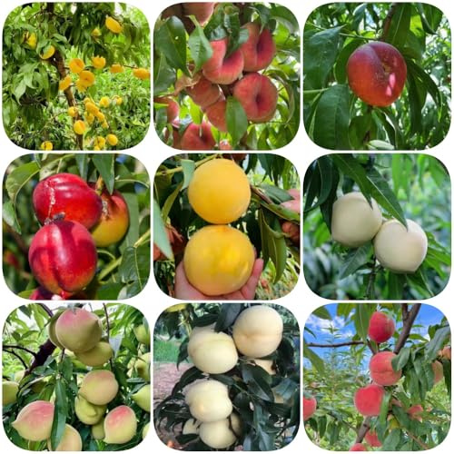 Semi di pesco - colonnari frutteto serre balcone vecchie varietà per giardinieri raro balcone resistenti, 15pcs