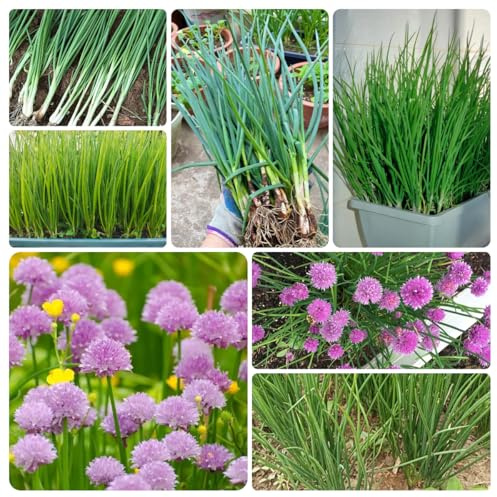 semillas de cebollino perenne resistente - jardín tradicionales raras decorativas 800pcs