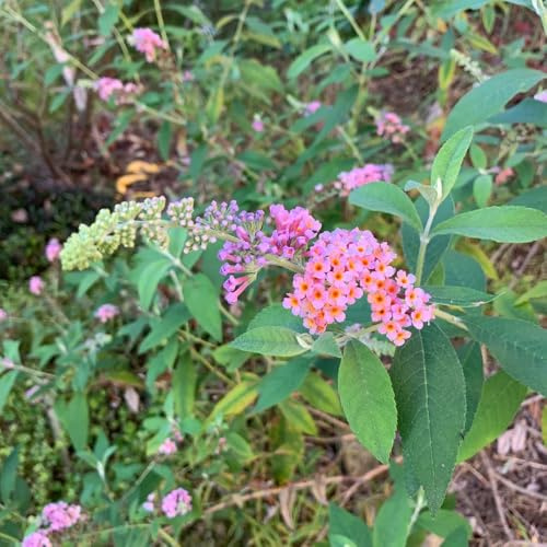Schmetterlingsflieder, blumensamen gastgeschenk garten exotische gartendeko für draußen blühende sträucher winterhart schmetterlingswiese 125Samen