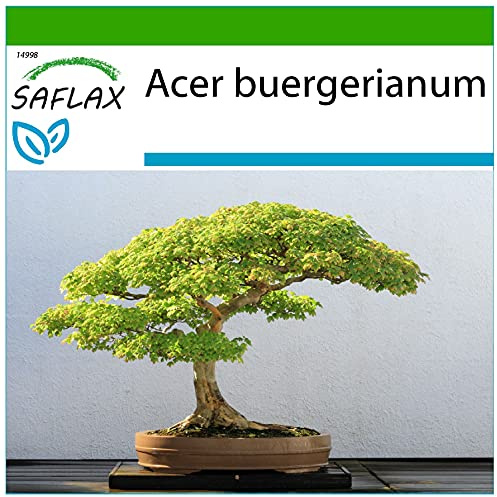 SAFLAX - Bonsai - Dreispitzahorn - 30 Samen - Mit keimfreiem Anzuchtsubstrat - Acer buergerianum