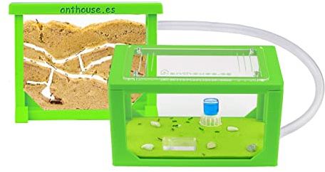 Anthouse - Natürliche Ameisenfarm aus Sand | 3D Grün Mini Set (Sandwich + Futterbox) | Inklusive Ameisenkolonie