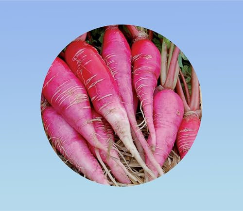 1000 graines de radis D'hiver rose de chine -variété robuste