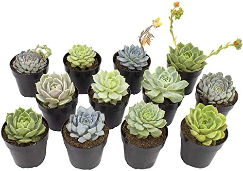 Pack 10 Inusuales Suculentas Plantas Naturales de Variadas Especies