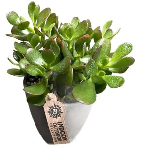 Pflanze Crassula Minor - „Shrek-Ohren“ - Jadebaum - Ø 13 cm - Höhe 22-5 cm