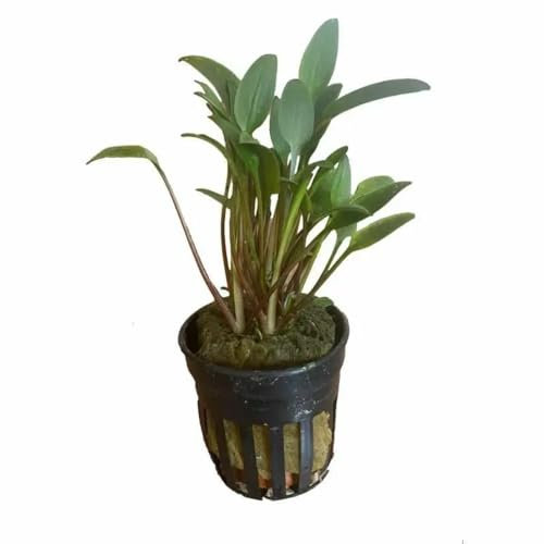 Aqua Essentials Cryptocoryne lucens