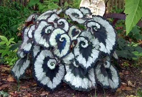 Begonia Escargot | Tropical Begonia | Plug Plant