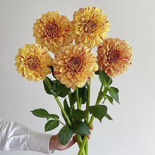 Tuberi di dalia, resistente, decorazione giardino 6pcs