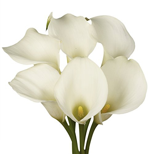 GlobalRose 36 White Calla Lily Flowers – Hand-Picked Flowers Fresh Bouquet for Graduation, Anniversary, Birthday & Special Occasions