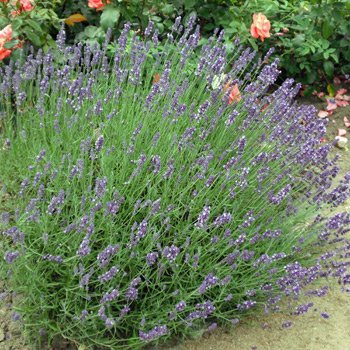 Lavandula angustifolia Hidcote Blue - Lavanda (10 unidades, 9 x 9 cm), color azul