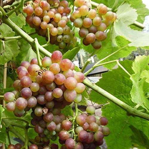 Bellarosso bunte Weinrebe 60-100 cm im 3,5 Liter Topf gewachsen