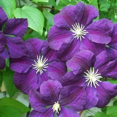 Clematis Etoile Violette (Waldrebe) - Dunkelviolett und Winterhart | Kletterpflanze - Mehrjährig und Winterhart | 1,5 Liter Topf
