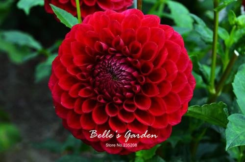 Graines De Dahlia Rares Multicolores Graines Chinoises Chinoises De Charmantes Belles Graines Bonsaï Fleur