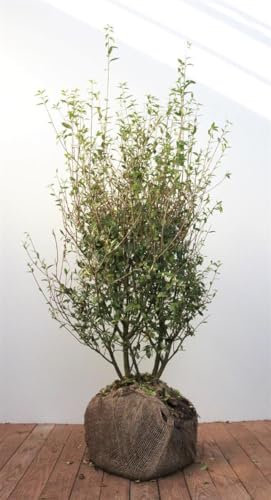 Ligustrum vulgare 'Atrovirens' 100-125 cm - Gewöhnlicher Liguster, immergrün, ideal für Hecken, schnittverträglich, winterhart und pflegeleicht