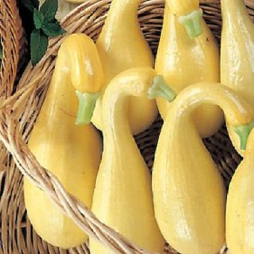 250 SEMI col roulé GIALLO Zucchina estiva 45 giorni