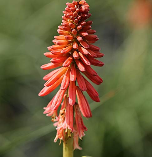Fackellilie Orange Vanilla Popsicle® - Kniphofia uvaria - lebende Gartenpflanze aus den Baumschulen