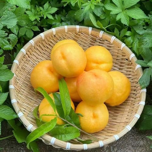 semi di melocotonero perenni resistenti giardino nani - Serie Rara - tetto verde di semi 3pz