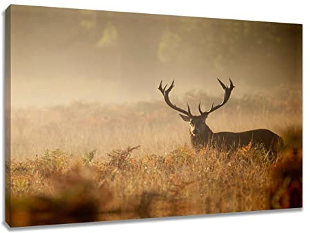 Visario Leinwandbild Hirsch 80x60 cm 4030 Wandbild Natur Wildtier Wald Motiv auf Leinwand gedruckt Holzrahmen modern Wanddekoration Wohnzimmer Schlafzimmer Büro Flur Kunstdruck Tierbild Geschenkidee