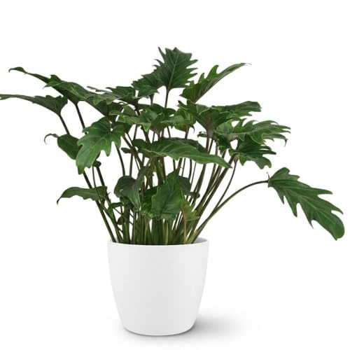 Philodendron - Philodendron Xanadu - Grön - Låg skötsel - med krukväxt Vit - 50-60cm - Ø19cm - Krukväxt - Vintergrön