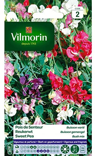 Vilmorin - Pois de senteur Buisson varié (massifs hauts)