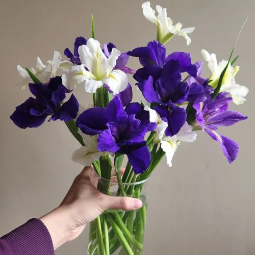 Bulbos de iris perennes resistentes, cubre el suelo balcón, raras decorativas 10pcs