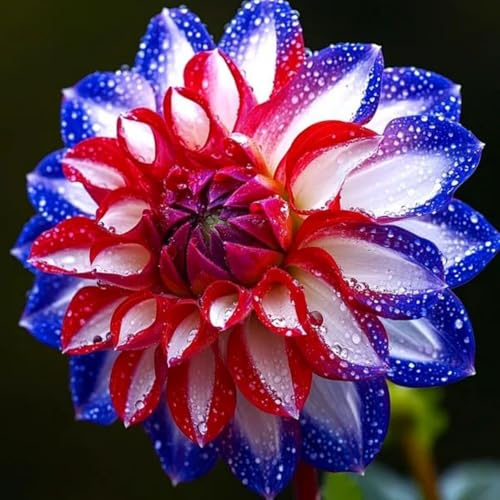 Dalia Perenne – Adecuado para Plantación al Aire Libre & Diseño de Paisaje, Siembra en Primavera y Otoño-10 Rizomas-f