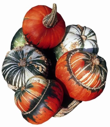 Kürbis Zierkürbis Bischofsmützen Samen