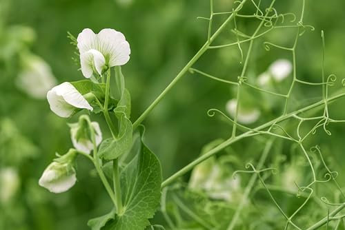 Sachet de graines de Pois de senteur spencer blanc - Sachet de 3 grammes - Graines de style