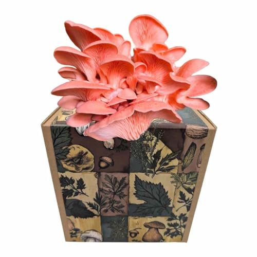 Myko Manufaktur Myko-Box Pilzzucht-Set – Rosenseitling – Grow Kit für zuhause – edle Designer-Boxen (Herbstcollage)