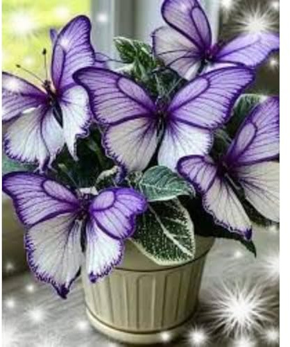 Hervorragende Funkien-Rhizom, Überraschend wachsend, Winterhart Mehrjährig, Geeignet für Frühling und Herbst, Kein Gießen Erforderlich-4 Rhizom-c