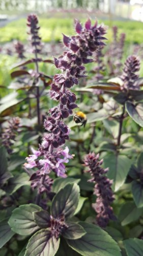 Strauchbasilikum (Ocimum kiliman. x basilicum) im 12cm Topf