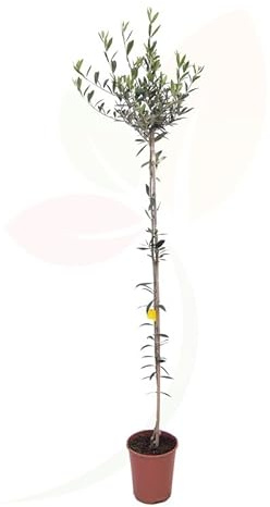 Árbol de las Aceitunas - Olivo - la Esencia del Mediterráneo en tu Propio Jardín