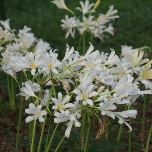 2bulbos de sangre lycoris radiata, balcón, crecimiento. Compre de lirio araña, cobertura del suelo, perenne resistente para