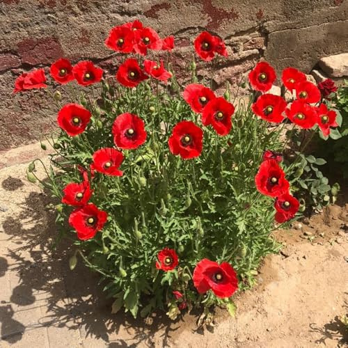 semi di papavero perenni, balcone da giardino roccioso resistenti di amici selvatici farfalle to vecchie varietà 100pcs