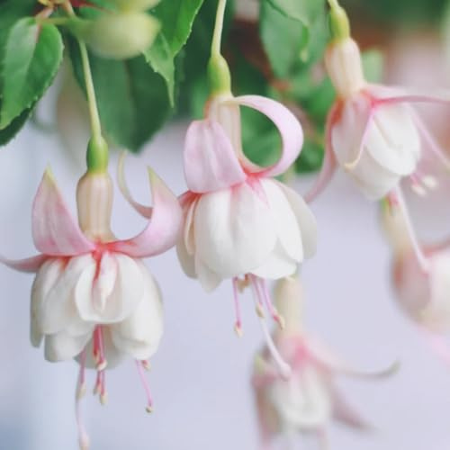 fuchsiensamen - fuchsien steingartenpflanzen winterharte garten bio blumenbeet, balkon blumensamen mehrjährig winterhart 85pcs