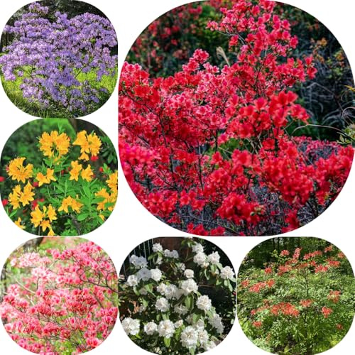 Semi di rododendro e azalea - esotico resistenti per giardini rocciosi arbusti fioriti, resistenti serre da balcone semi di estivi selvatici organico 180pcs
