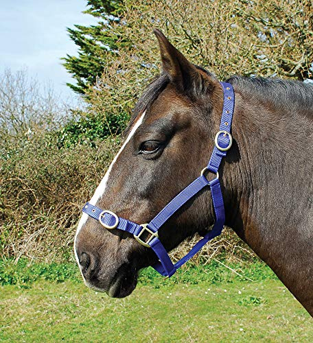 Rhinegold Ponystrick Tierhalsband Pony Größe, Nylon, Einstellbare Noseband und Messing-Stollen und Schnallen