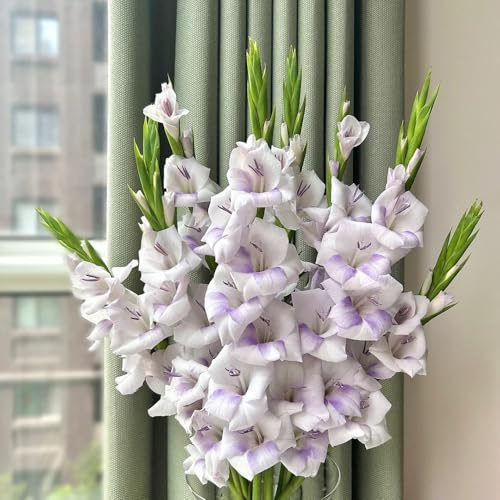 gladiolen zwiebeln winterhart mehrjährig, biosaatgut,blumen garten hochbeete für garten,garten pflanzen pflanzen garten,geschenke für gartenfreunde mini geschenke,geschenke für 3pcs